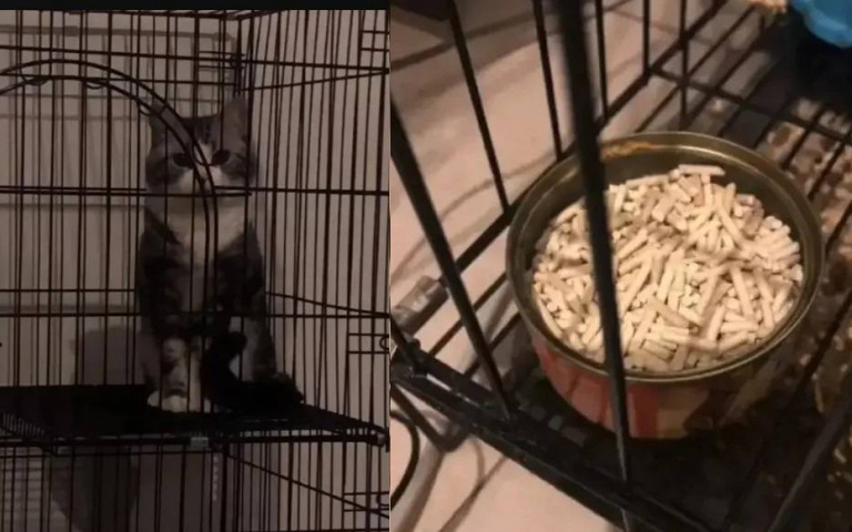 出差請爸顧貓竟被抱怨「不吃飼料還坐在旁邊臭臉」 女網友看照片氣笑了