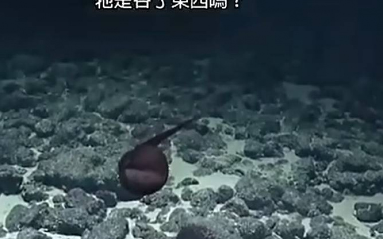 海底1600公尺見巨大蝌蚪？科學家圍觀議論　網友全笑翻了