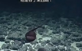 海底1600公尺見巨大蝌蚪？科學家圍觀議論　網友全笑翻了