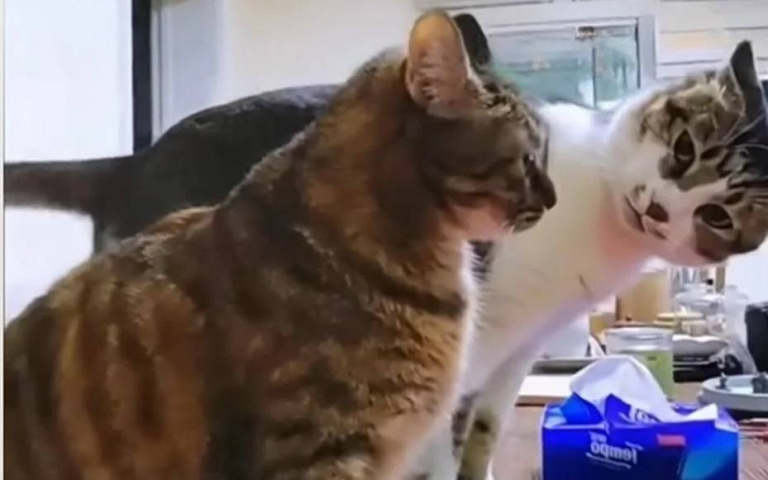 有內鬼！虎斑貓「偷吃光同伴早餐」　面對被害貓拷問超心虛眼神露餡