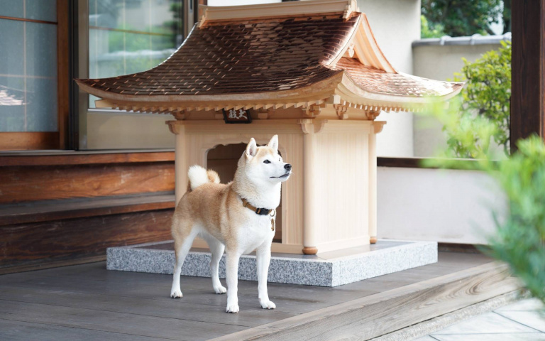 採用建造日本神社寺院的技術!打造出將近台幣450萬的「犬殿」