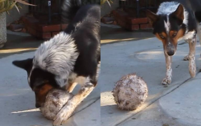 語言定身術！主人沒數到三「狗狗不敢咬球」　30秒都沒有亂動