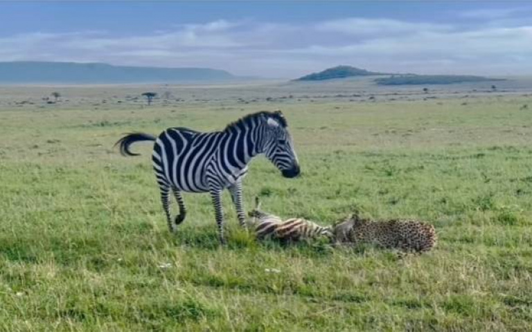 堅持到底！斑馬為了受困小孩　勇敢擾亂獵豹捨身救援