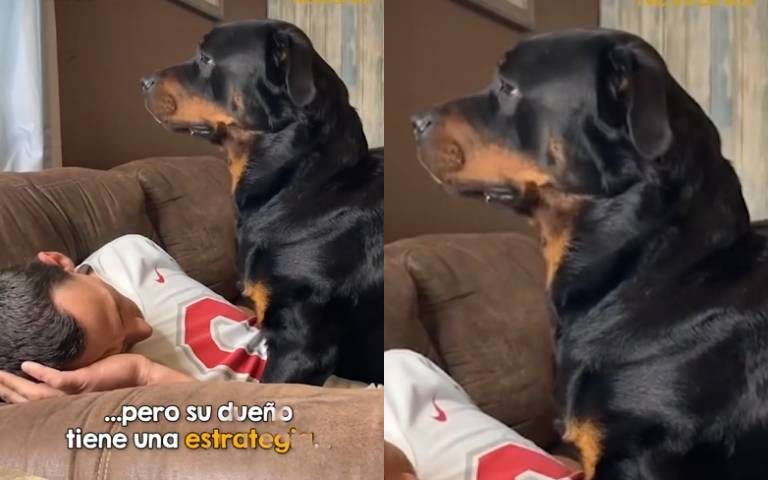 羅威納犬不給剪指甲還兇人家！　主人裝死「牠摸摸鼻子」：好啦