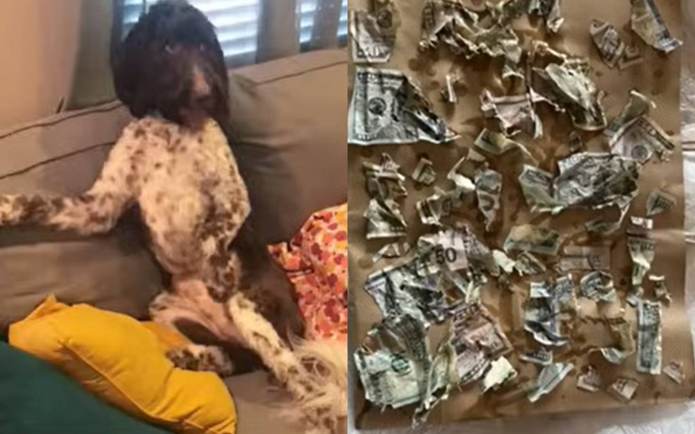 4千美元全被黃金貴賓犬吃掉　主人「排泄物找錢」超崩潰