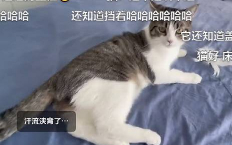 尷尬了!貓貓瘋玩逗貓棒抓壞床單 肉球幫覆蓋「可以當沒看到嗎」