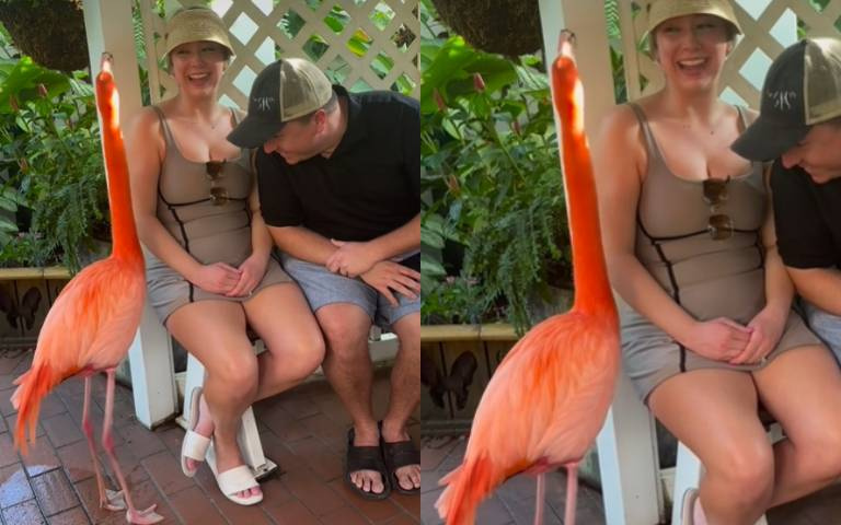 紅鶴踱步跳舞！不怕人還湊上去秀自己　這下換她緊張了