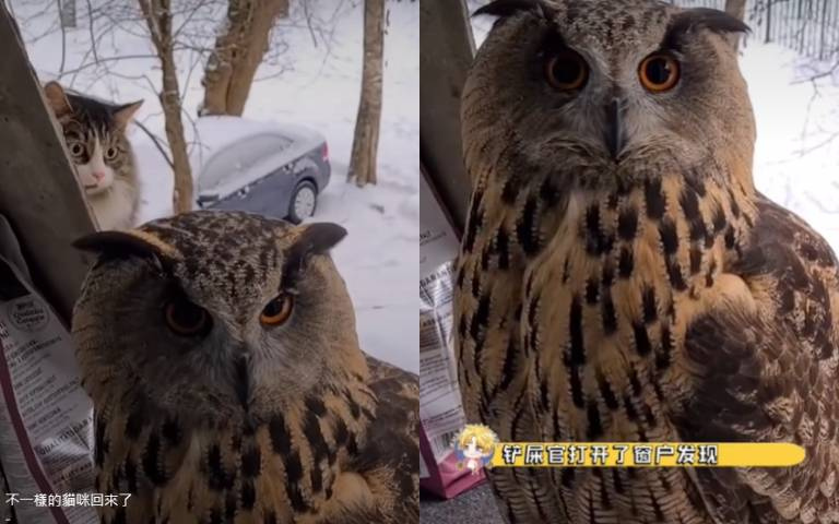 以為家貓回來了！開窗只見貓頭鷹一隻　牠躲後面嚇到瘋掉畫面超好笑