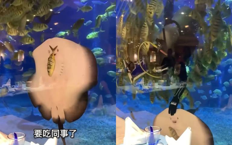 水族館上演野生吃播？魟魚壁咚小魚張大嘴　女遊客：要吃同事了