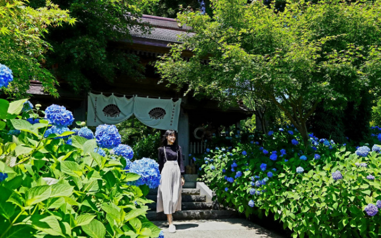 日本秋田夏季風物詩 雲昌寺紫陽花夢幻綻放 佐藤錦甜美櫻桃正當季