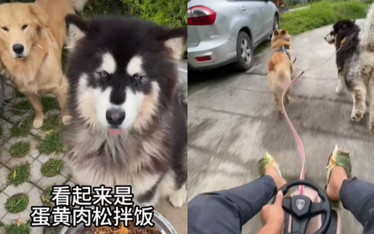 溜大型犬的正確方式! 主人一招試驗笑:哪還有力氣拆家