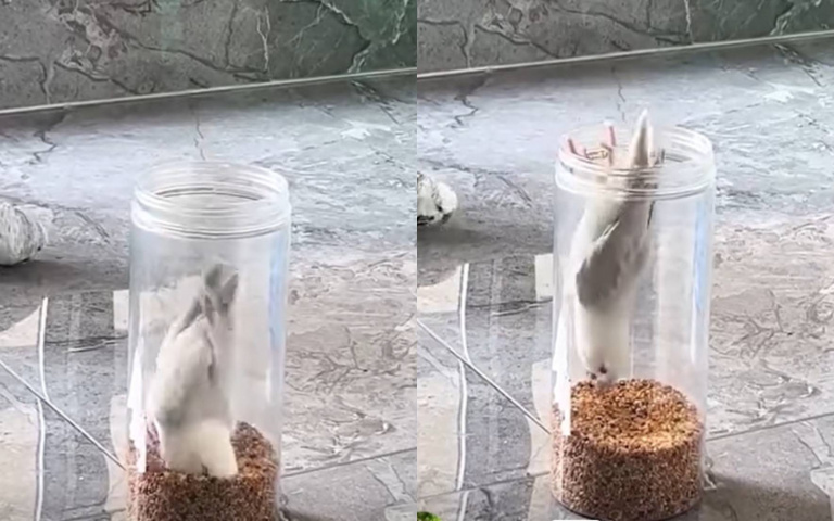 貪吃慾害死一隻鳥! 倒立幹飯「下秒落入萬丈深淵」