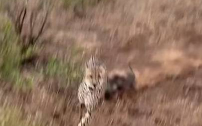 《獅子王》彭彭被三隻獵豹圍攻！　完全沒在怕「凶狠一打三」