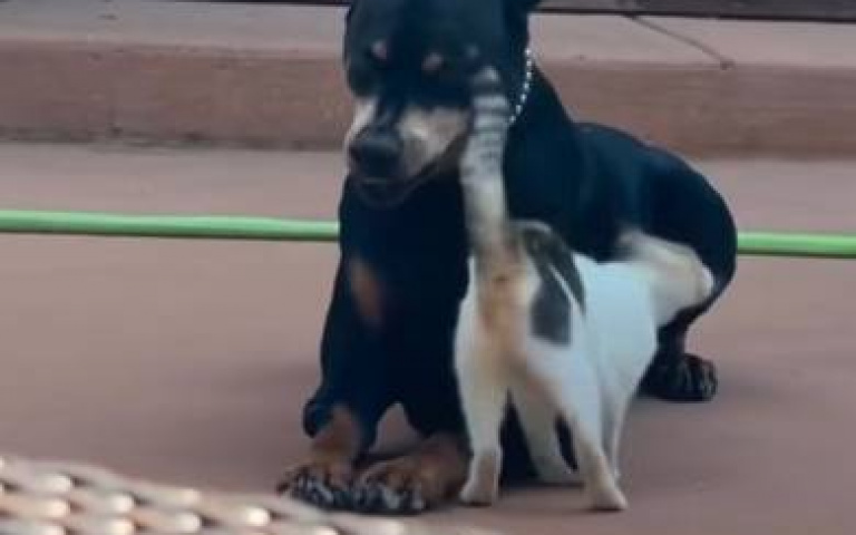 高冷貓咪轉性…熱情如火討抱抱！　百般誘惑「狗狗連看都不看一眼」