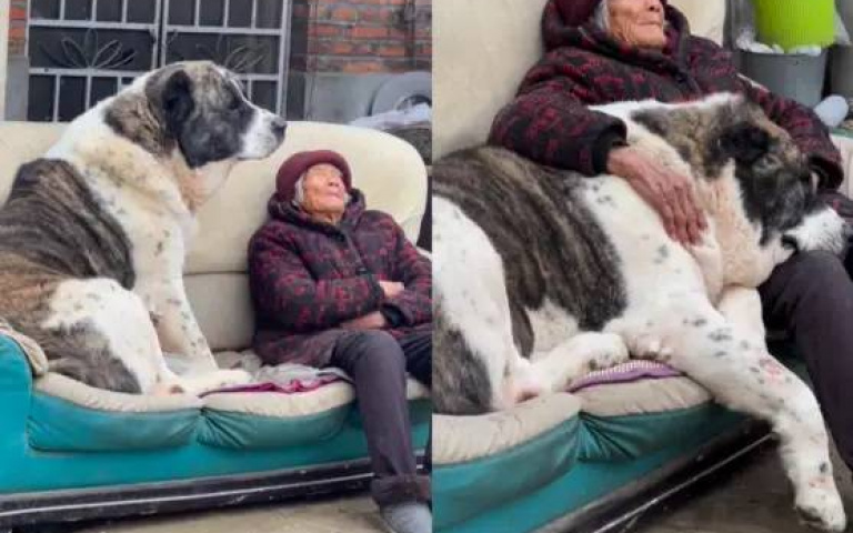 阿嬤的金孫！80公斤巨型犬依偎奶奶撒嬌　沙發變「小寶貝專屬座」