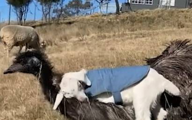 澳洲稀有大鳥溫和但冷淡　小羊像遇「多年未見老友」熱情如火