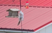 為防松鼠偷鳥食！　人類靠「沒底寶特瓶」一招搞定