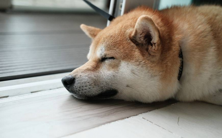 懂得雨天帶傘 卻無法撐傘的柴柴!只有兩種情況才願意放下雨傘