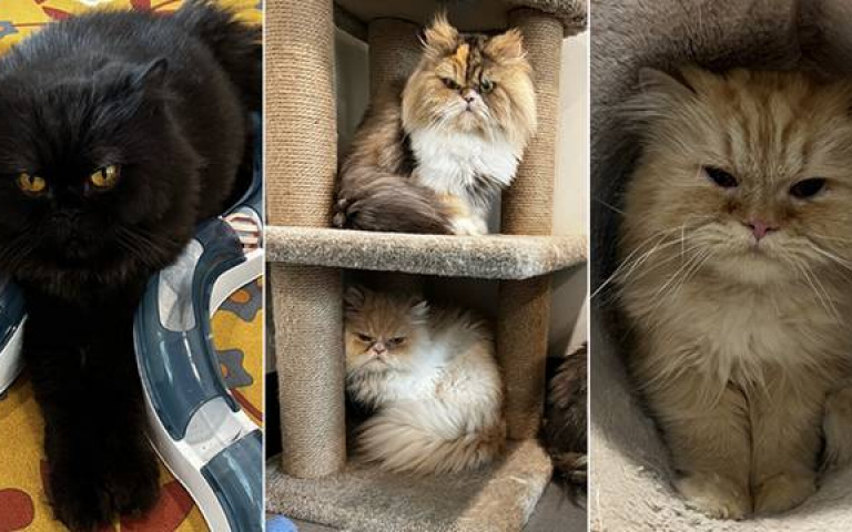 生前7貓愛相隨　老婦留下巨額遺產「眾人爭相領養」