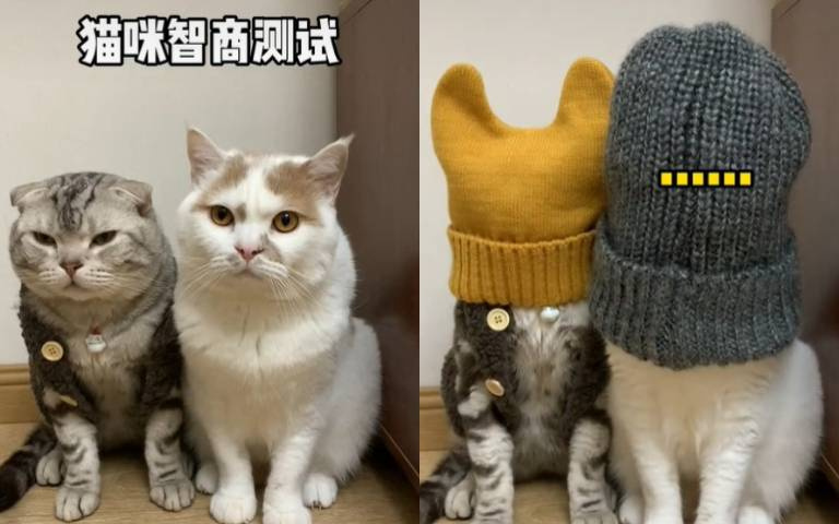 測驗貓咪智商的都市傳說！兩喵反差太大網友笑翻