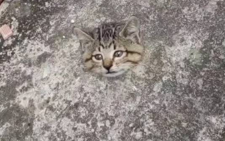 路人嚇壞！柏油路突浮出「立體貓頭」　真相一出眾人傻眼