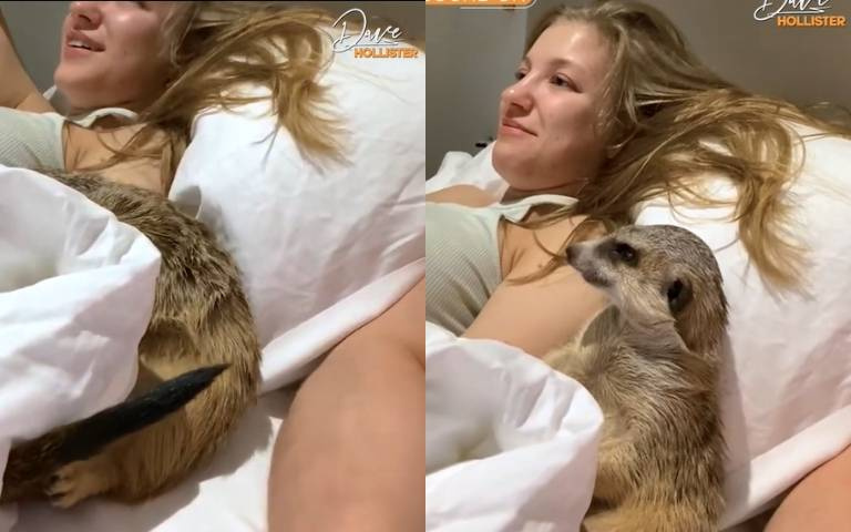 狐獴你在矜持什麼？與辣妞共枕「瘋狂打盹」不斷被嚇醒