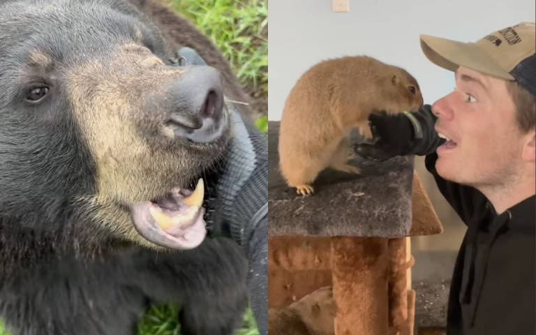 神奇抓抓手套！讓動物享受高級抓癢服務　從土撥鼠到大黑熊都超著迷
