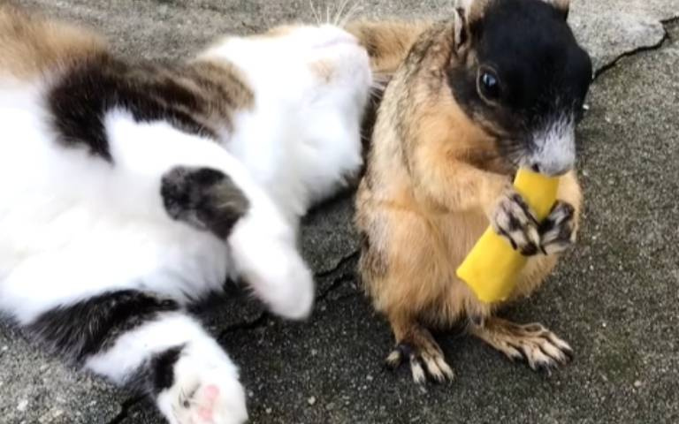 貓咪可愛撒嬌！　松鼠忙幹飯理都不想理