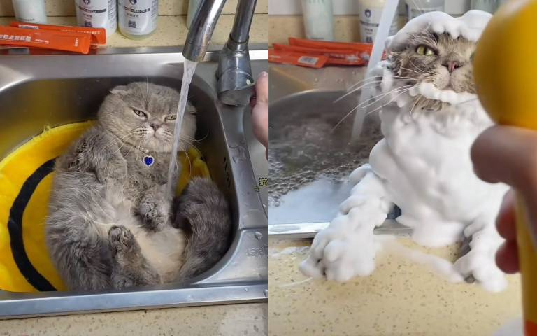 貓界模範生！洗澡任人擺布超享受　還自己走進烘乾機