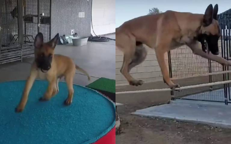 全能德牧！　上山下海、能動能靜「還知道要去馬桶尿尿」