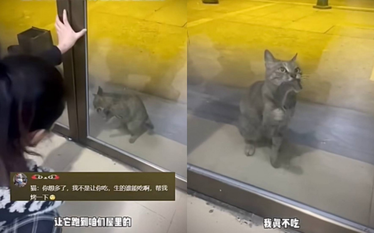 燒烤店老闆常餵浪貓 牠「拿摯愛報恩」人類卻嚇瘋