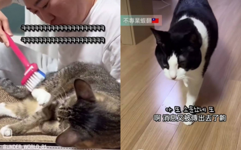 拿馬桶刷刷貓牠有夠爽　雙腳開開讓主人撸屁屁