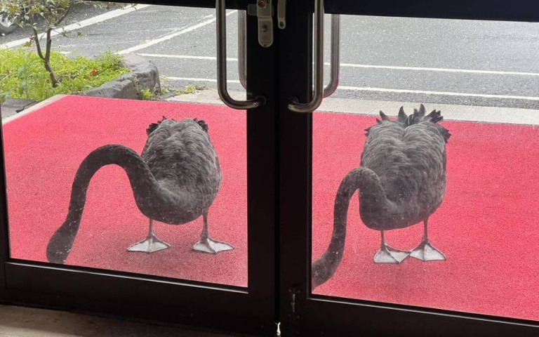 餓死鵝了！餵食員工休假沒飯吃　武陵農場黑天鵝直接敲門討早餐