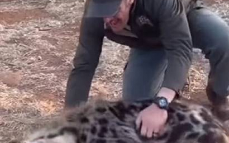 男子和非洲鬣狗打鬧！　全網見那一排牙齒倒抽兩口氣