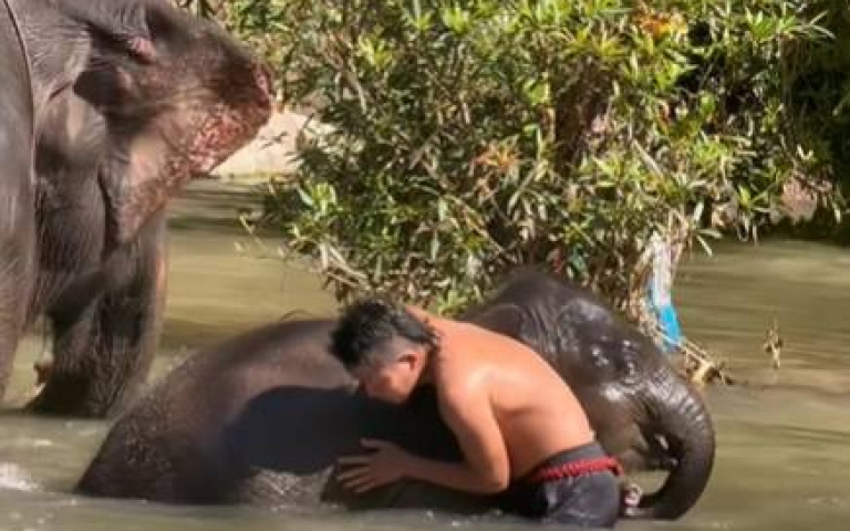 小象怕水！退幾步回岸邊　人類耐心引導畫面曝光