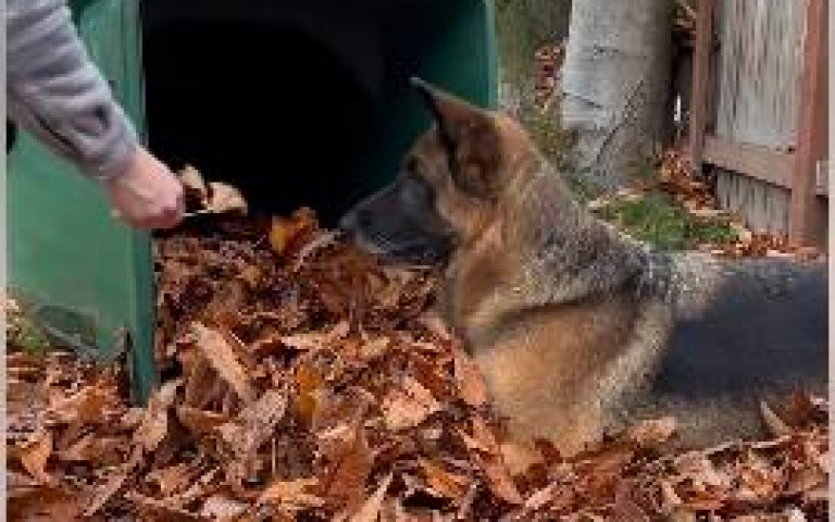 人類打算把落葉掃走！　德牧卻頑固：別碰，這我的