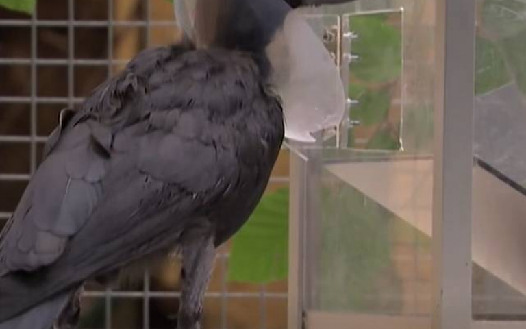 測試鸚鵡、烏鴉的解題能力　兩鳥聰明程度不分軒輊