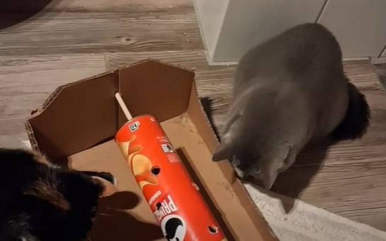 人類一番巧手　品客罐竟成貓咪的玩具兼餵食器