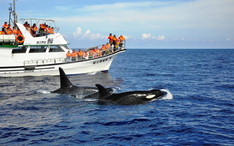 暑假何處去？出海賞鯨、體驗浪漫七夕祭　還可讓家中寶貝實習當小小獸醫