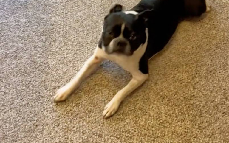 天生戲精！被剪指甲超不爽　跛腳滿地爬狂瞪主人