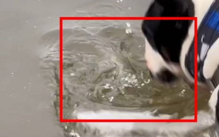 狗狗望水裡想吃晚餐　魚躍龍門「給你巴蕊」徒留牠一臉錯愕