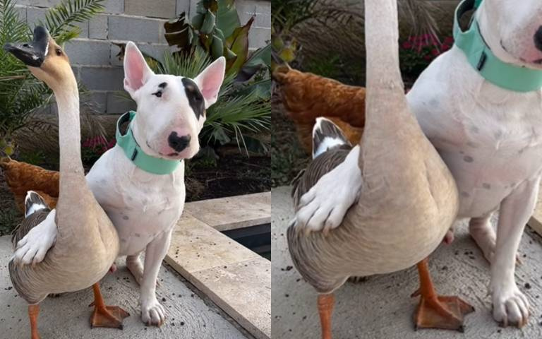 這什麼組合？　鬥牛犬、鵝、雞玩得不亦樂乎