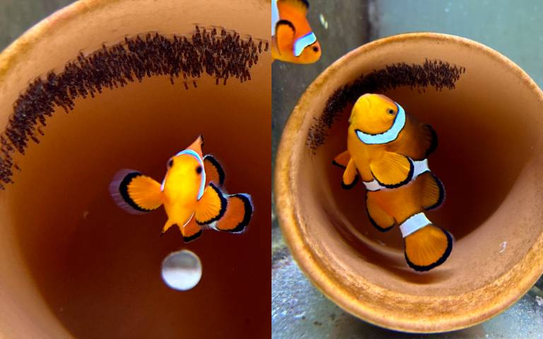 小丑魚卵孵化過程曝光！上百顆小眼閃爍吸睛，遊客驚呼：也太可愛了吧！