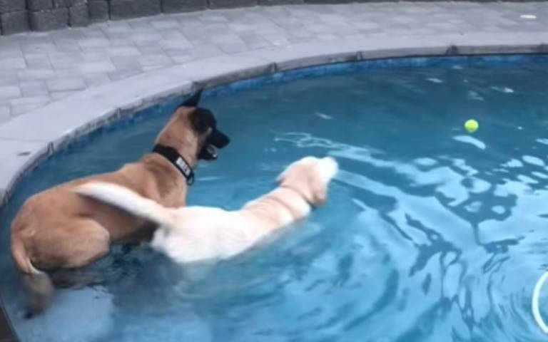 白狗兄陪伴14年離開人間了！　主人事隔3年PO片懷念牠