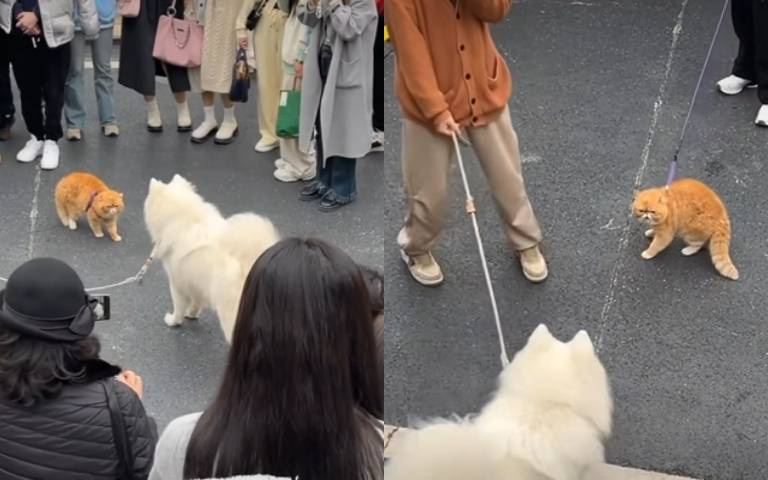 狗魂爆發！白喵「上了牽繩」鬥性全來了　大犬秒變小孬孬