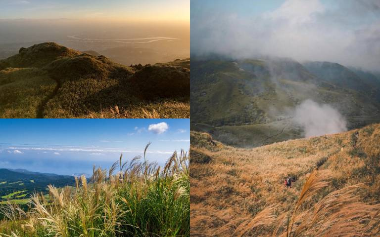 探訪台北三大絕美芒草秘境！邂逅秋冬限定浪漫！