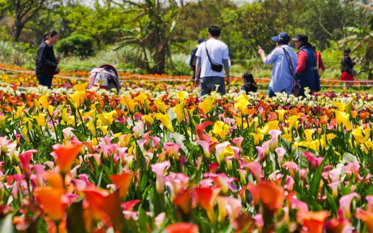 2020桃園彩色海芋季停辦 5萬株花海自由開放參觀