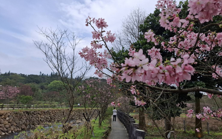 粉色花霧綻放!三芝櫻花現在最美 還能聽海浪、喝咖啡最浪漫秘境在這裡