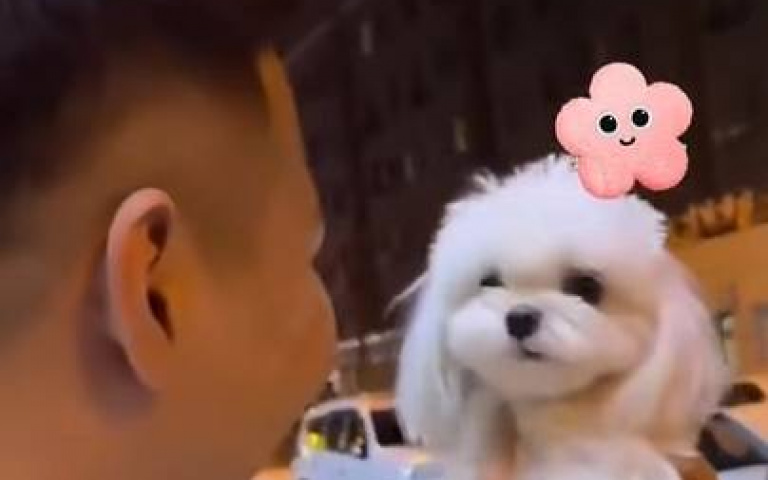 貴賓犬能屈能伸？　從豺狼變小綿羊過程全紀錄