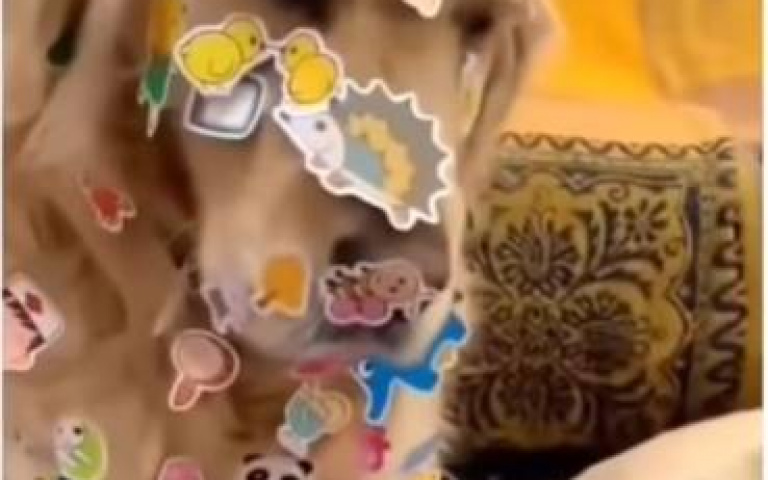 狗狗與孩童的溫馨互動　女孩玩貼紙「貼滿牠全身」畫面太震驚